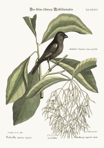 小さな黒いウソ、1749-73 作： Mark Catesby